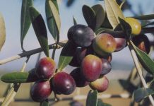 Di Leccino ce n’è uno. La rivendicazione di Coripro