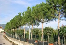 Concimazione, zollatura, potatura. Vantaggi fiscali