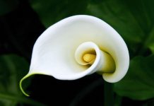 Mercato dei fiori in ripresa. Tra i preferiti la calla e la violacciocca