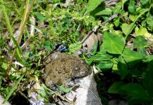Rara specie di rospo. Legambiente chiede l’istituzione di una Riserva Naturale