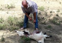 Lupi a due passi da casa. Morte tre capre e diversi capretti