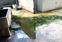 Allarme cimiteri. Su ordinanza “proliferare di animali ed insetti pericolosi”