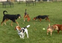 Riapre lo sgambatoio per i cani di via Fiorentina