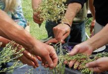 Agrijob: il nuovo servizio online di Confagricoltura che fa incontrare domanda e offerta di lavoro agricolo