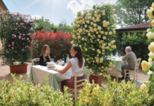 Separati sì, ma dai fiori. L’idea green per bar e ristoranti