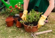 Floricoltura e vivaismo uniti: “Esonero contributi e bonus verde al 90%”