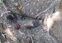 Resti di cinghiale al Tamburino. Banchetto dei lupi