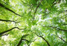 Bando rivolto ai Comuni toscani per creare un polmone verde nelle città