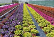 Bando sovvenzione imprese agricole