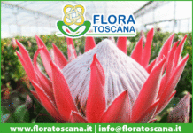 I FIORI DA REGALARE PER LA FESTA DI SAN VALENTINO.Flora Toscana a TVL Tvlibera
