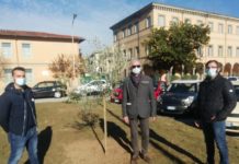 Ulivi per la Festa dell’Albero. “Rappresentano la vita futura”