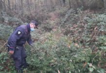 Pungitopo, 2500 steli sequestrati. Specie protetta