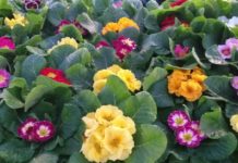 La primula, fiore tipico di Pescia, simbolo della speranza legata ai vaccini