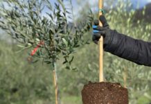 Biostimolanti in olivicoltura e viticoltura. Webinar gratuito di Confagricoltura