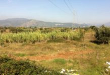 Rischio incendi e igiene del territorio. Al via i controlli sui terreni incolti