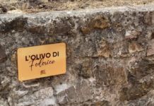 L’olivo di Federico Biagi. “I bambini ne avranno cura”