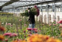 Ognissanti di Flora Toscana, record di volume e fatturato