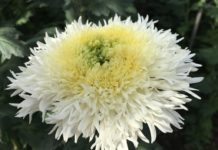 Crisantemi a Pescia. Prezzi e domanda vanno bene, ma il settore floricolo è a rischio