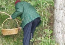 IN AGGIORNAMENTO Cercatore di funghi cade in un dirupo, è in gravissime condizioni