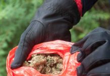 Marijuana in buste da 50 grammi pronta allo spaccio. Arrestato 67enne