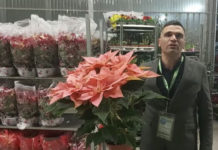 Volano le stelle di Natale. La novità ‘rosa’ la più richiesta. Il “caro gasolio”