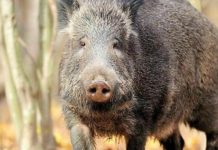 Marcia dei giovani imprenditori agricoli. “Troppi cinghiali”