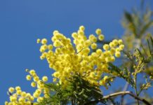 Festa della Donna, addio mimosa. Siccità e caro-energia tra le cause