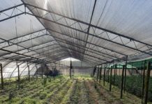 Furti di ruscus per decine di migliaia di euro. L’allarme dei floricoltori