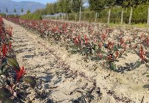 Furti nei vivai. Photinia e cipressini le più “richieste”