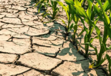 Pioggia, un sollievo per l’agricoltura. Benefica per le piante ‘stressate’ nei vivai