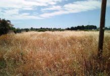 Terreni incolti, in arrivo sanzioni. Le disposizioni