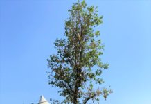 La quercia donata da Coldiretti Pistoia dimora nel parco di Lourdes