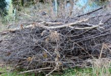 Divieto di abbrucciamento e pesanti sanzioni