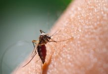 È disponibile il prodotto larvicida: come fare