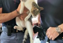 Anziana in ospedale teme per la vita del suo gatto. Poliziotti lo rifocillano