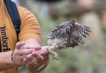 Padule di Fucecchio, liberazione di rapaci notturni