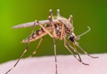 West Nile. Donna 82enne positiva al “virus delle zanzare”