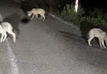 IL VIDEO | Allarme lupi a Veneri. Branco ripreso da una telecamera