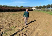 Furti di magnolie in un vivaio. Coldiretti: “Sono professionisti, massima allerta”