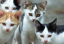 Recupero delle colonie feline a Pescia. Progetto e nuovi box per i gatti liberi