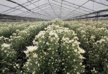 Florovivaismo. Caro-energia, un po’ di sollievo per le aziende: aiuto del 30%