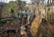 Esami selezione ungulati cambia la richiesta