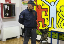 Contrasto sostanze stupefacenti. Controlli negli istituti scolastici con pastore tedesco
