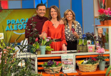 Flora Toscana a Praça da Alegria. In Portogallo 50 varietà di Cymbidium