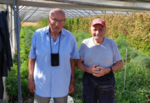 Asparago pesciatino, il “grosso”. Ritrovato il seme originale. Le foto