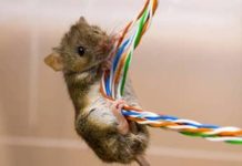 In tilt telefoni e internet. Roditori in azione? Intervenga il gestore