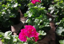 Fioriture primaverili all’istituto Agrario. Piante in vendita