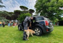 Il fiuto di Delphy, amico a quattro zampe, per prevenire spaccio e uso di stupefacenti