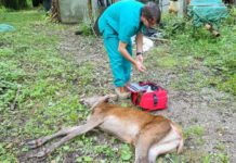 Cerva cade in un pozzo. Animale recuperato con una ruspa