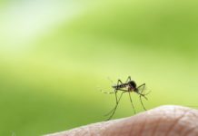 Trattamento antilarvale: stop al disagio zanzare